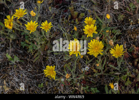 Alvar hawkbit, Crepis copernicia ssp pumilum, in pascoli calcarei su Alvar, Oland, Svezia. Foto Stock