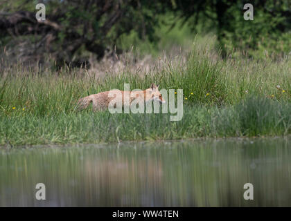 Red Fox (Vulpes vulpes vulpes) muovendosi attraverso di erba a lato della piscina, il Parco Nazionale di Hortobágy, Ungheria Foto Stock