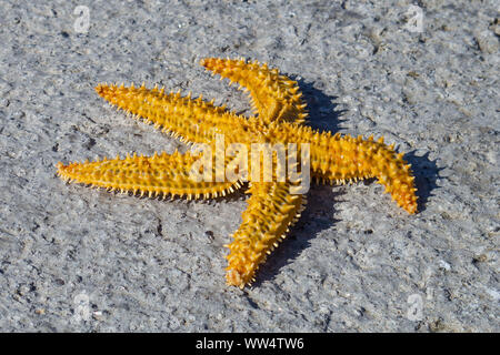 Giallo fresco starfish essiccazione al sole sulla massa di calcestruzzo, Foto Stock