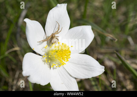 Monteneve, Puchberg a Monteneve, Alpi Viennesi, Austria Inferiore, Austria Foto Stock