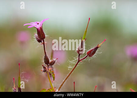 Herb-Robert, red robin (Geranium robertianum), riserva Isarauen, Alta Baviera, Baviera, Germania Foto Stock