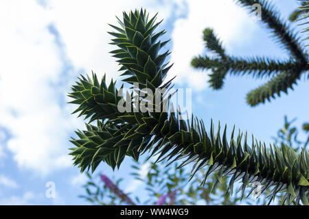 Monkey puzzle tree grande tronco stout rasoio affilato come le foglie sul tronco e rami. Verde scuro più lascia coprire tutta la rami estate vista cielo. Foto Stock