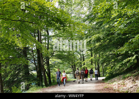 Il sentiero in corrispondenza della sezione anteriore Langbathsee vicino Ebensee, Salzkammergut, Austria superiore, Austria Foto Stock