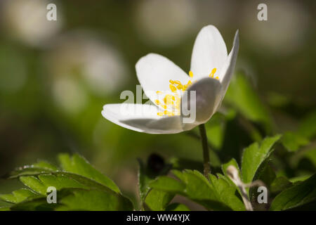 Fiore di legno (anemone Anemone nemorosa ,), Alta Baviera, Baviera, Germania Foto Stock