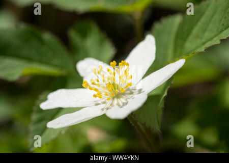 Fiore di legno (anemone Anemone nemorosa ,), Alta Baviera, Baviera, Germania Foto Stock