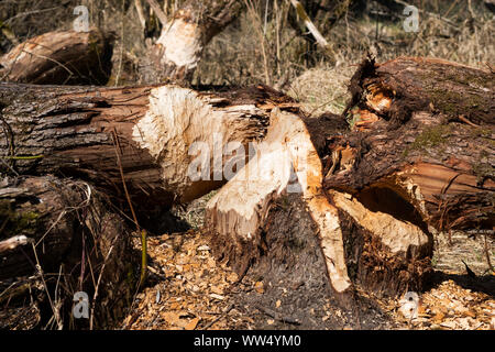 Beaver danni, abbattuto albero, Willow, riserva naturale di Isarauen, Pupplinger Au, Wolfratshausen, Alta Baviera, Baviera, Germania Foto Stock