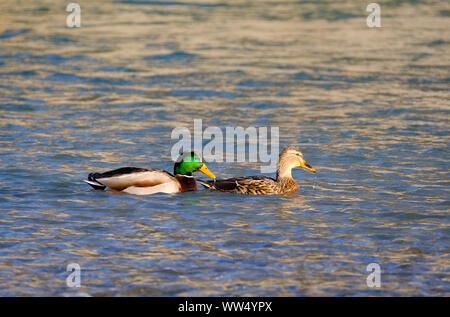 Il germano reale (Anas platyrhynchos), giovane nuotare sul fiume Isar, Alta Baviera, Baviera, Germania Foto Stock