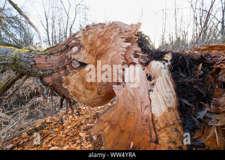 Beaver danni, alberi abbattuti, riserva naturale di Isarauen, Pupplinger Au, Wolfratshausen, Alta Baviera, Baviera, Germania Foto Stock