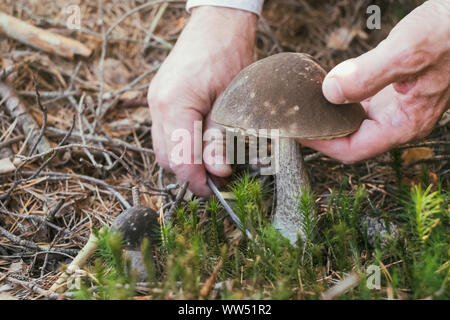 Mano con una lama di taglio di un fungo nella foresta. Vista ravvicinata Foto Stock