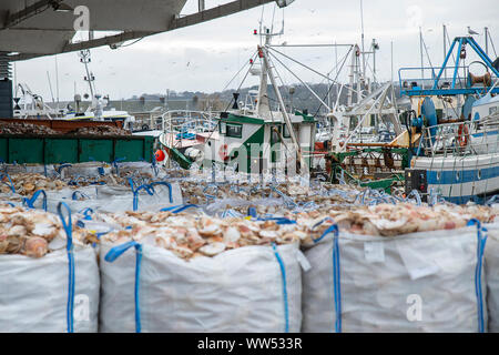 Sacchetti con smerlo vuoto guscio per la trasformazione e barche per la cattura di capesante Foto Stock