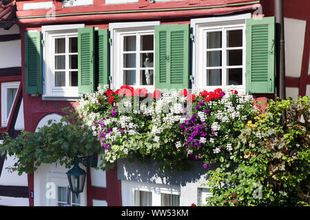 Cane dietro una finestra in una casa in legno e muratura nella città vecchia di Herrenberg, Baden-Wuerttemberg, Germania Foto Stock