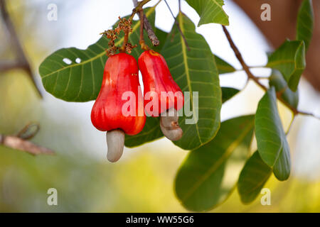 Mature anacardi apple sementi e appeso a un albero in un terreno coltivato, Thailandia Foto Stock