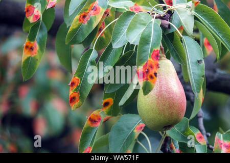 Pera ruggine, foglie infette di malattia fungina, pera trellis ruggine, Gymnosporangium sabinae Foto Stock