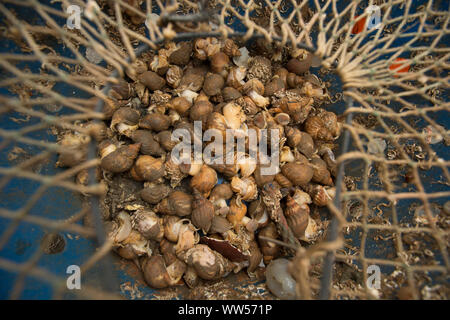 Conchiglia, Buccinum undatum, che sono stati catturati in una pentola di Buccino. Inghilterra REGNO UNITO GB Foto Stock