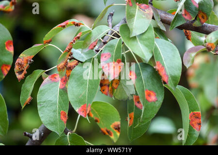 Pera ruggine, foglie infette di malattia fungina, pera trellis ruggine, Gymnosporangium sabinae Foto Stock