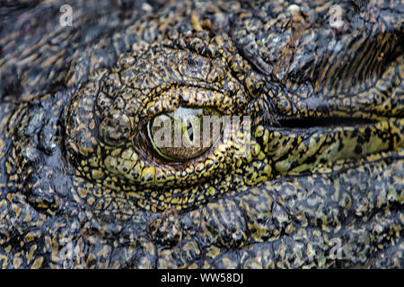Crocodile (Crocodylidae), Sud Africa. Foto Stock