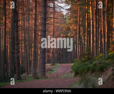 Luce calda di un inverno sunrise in una foresta di pini in Northumberland, England Regno Unito. Foto Stock