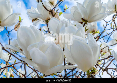 Fioritura albero di magnolia, piattino magnolia (Magnolia) Foto Stock