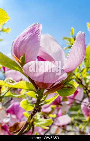 Fioritura albero di magnolia, piattino magnolia (Magnolia) Foto Stock