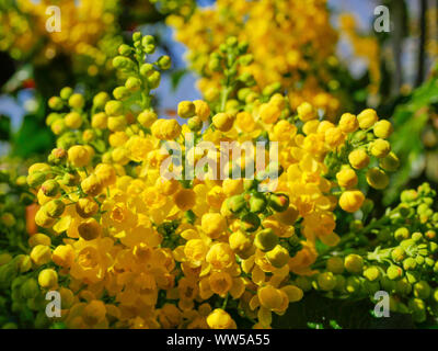 Fioritura Unione agrifoglio Ilex aquifolium Foto Stock