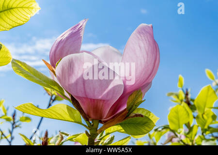 Fioritura albero di magnolia, piattino magnolia (Magnolia) Foto Stock