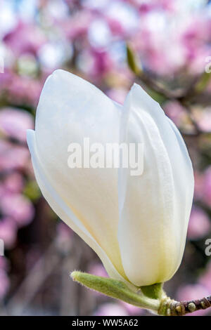 Fioritura albero di magnolia, piattino magnolia (Magnolia) Foto Stock