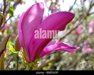 Fioritura albero di magnolia, piattino magnolia (Magnolia) Foto Stock