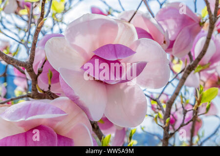 Fioritura albero di magnolia, piattino magnolia (Magnolia) Foto Stock