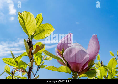 Fioritura albero di magnolia, piattino magnolia (Magnolia) Foto Stock