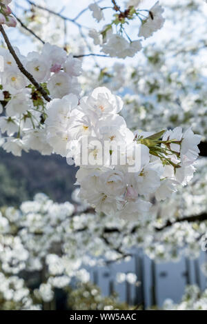 Ciliegio (Prunus avium) nel pieno fiore Foto Stock