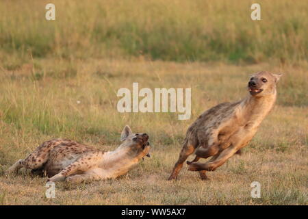 Avvistato iene nella savana, il Masai Mara National Park, in Kenya. Foto Stock