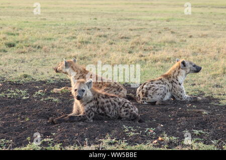 Avvistato iene nella savana, il Masai Mara National Park, in Kenya. Foto Stock