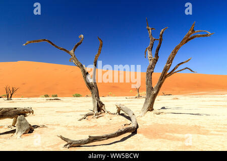 Salina di Deadvlei con molto vecchio e morto il camel Thorn trees, Namib Naukluft Park, Namibia Foto Stock