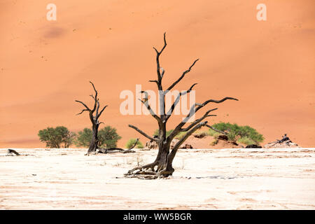Gli alberi morti e alberi viventi in salina di Deadvlei, Namib Naukluft Park, Namibia Foto Stock