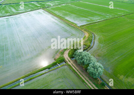 Campi allagati per la coltivazione del riso visto dal di sopra, panorama della valle Padana, Piemonte, Italia Foto Stock