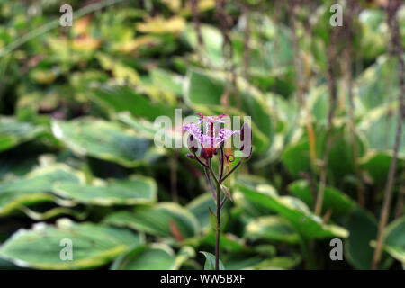 Viola piccolo fiore maculato Tricyrtis hirta crescono nel giardino estivo Foto Stock