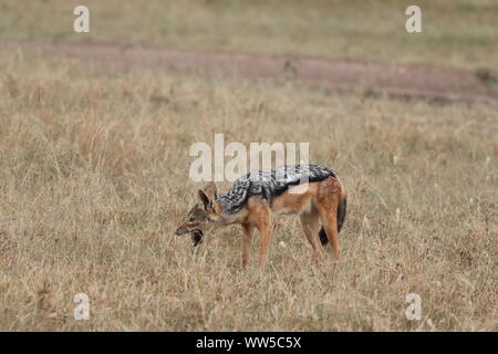 Nero-backed jackal alimentazione su un rottame, Masai Mara National Park, in Kenya. Foto Stock