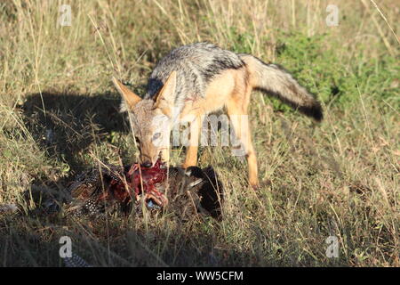 Nero-backed jackal alimentazione su un rottame, Masai Mara National Park, in Kenya. Foto Stock