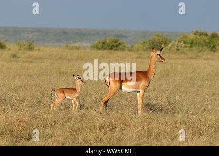 Impala mom e vitello, il Masai Mara National Park, in Kenya. Foto Stock