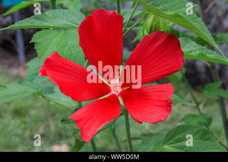 Rosso scarlatto fiore rosemallow. Hibiscus coccineus nel giardino estivo, vista dall'alto Foto Stock