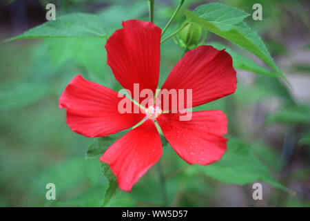 Rosso scarlatto fiore rosemallow. Hibiscus coccineus nel giardino estivo, vista dall'alto Foto Stock