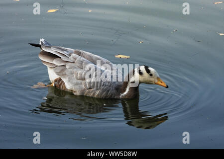 Bar-headed goose (Anser indicus) è un oca che le razze in Asia centrale in colonie di migliaia nei pressi dei laghi di montagna e inverni in Asia del Sud, per quanto riguarda Foto Stock