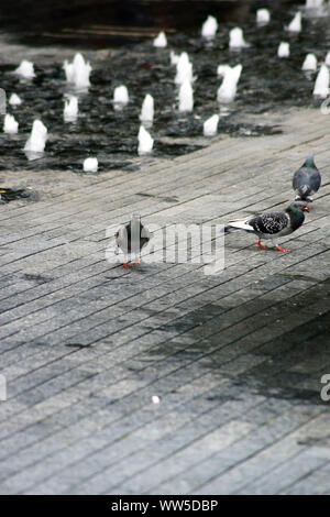 Tre piccioni a piedi lungo un pozzo in un marciapiede, Foto Stock