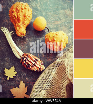 Analogo a corrispondenza di colore dalla tavolozza autunno immagine con zucche decorative e il granoturco secco su sfondo scuro con tela ruvida Foto Stock