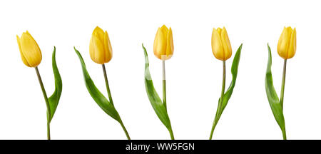 Una collezione di tulipano giallo fiori isolati su sfondo bianco Foto Stock