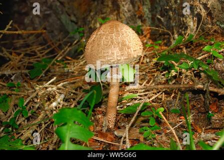 Macrolepiota procera, l'ombrellone fungo. Si tratta di un molto ricercata e fungo popolare in Europa per la sua versatilità in cucina Foto Stock