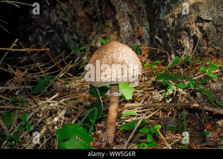 Macrolepiota procera, l'ombrellone fungo. Si tratta di un molto ricercata e fungo popolare in Europa per la sua versatilità in cucina Foto Stock