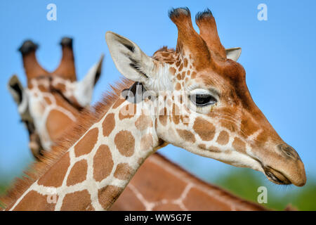 Tico, il 20 mese vecchia giraffa reticolata si assesta nella sua chiusura al posto selvaggio progetto dopo il trasferimento da un attrazione in Copenhagen, unendo i compagni di giraffe Tom e Dayo nel loro 1.8 acri di esporre in South Gloucestershire. Foto Stock