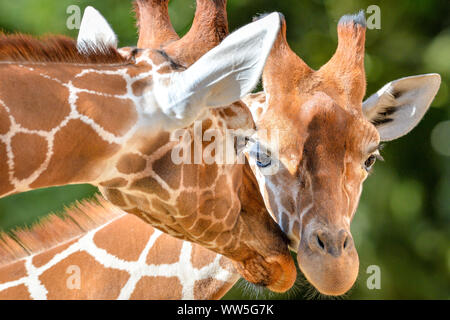 Tom (sinistra), i tratti del volto di tico, il 20 mese vecchia giraffa reticolata, a sinistra, si deposita nel suo involucro a luogo selvaggio progetto dopo il trasferimento da un attrazione in Copenhagen, unendo i compagni di giraffe Tom e Dayo nel loro 1.8 acri di esporre in South Gloucestershire. Foto Stock