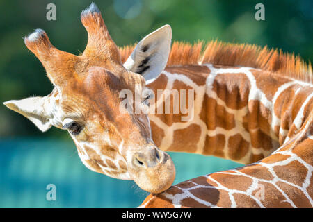 Tico, il 20 mese vecchia giraffa reticolata ha un graffio come egli si assesta nella sua chiusura al posto selvaggio progetto dopo il trasferimento da un attrazione in Copenhagen, unendo i compagni di giraffe Tom e Dayo nel loro 1.8 acri di esporre in South Gloucestershire. Foto Stock